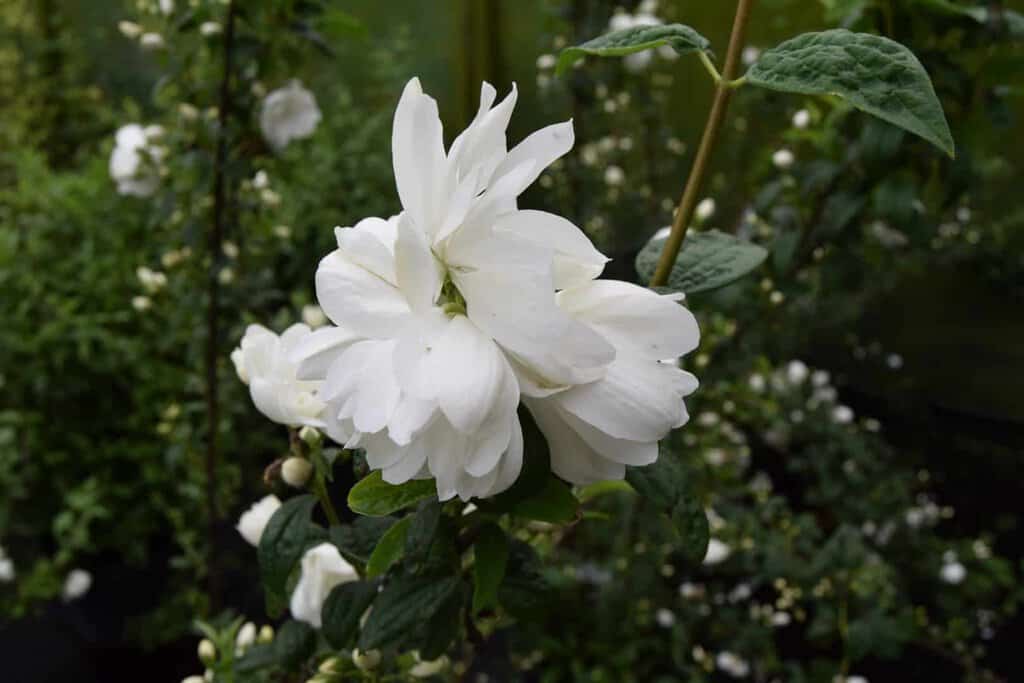 Philadelphus 'Snowbelle' ---